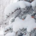 Holiday Savings for Snowbirds: Smart Planning for Seasonal Travel